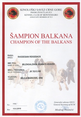 Rhodesian ridgeback Int CH, Multi CH Milengalenga Ghana's Heaven - Champion of the Balkans