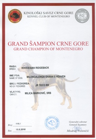 Rodezijski ridžbek Int CH, Multi CH Milengalenga Ghana's Heaven - Grand Champion of Montenegro