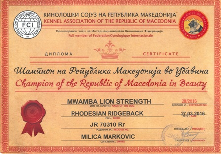 Mwamba Lion Strength "Shumba" Šampion Makedonije