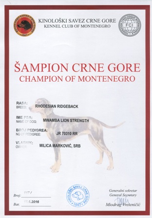 Rodezijski ridžbek mužjak Int CH, Multi CH Mwmba Lion Strength - Šampion Crne Gore