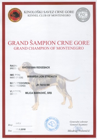Rodezijski ridžbek mužjak Int CH, Multi CH Mwamba Lion Strength - Grand Šampion Crne Gore
