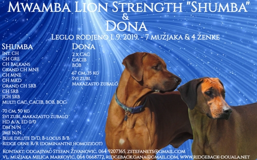 Rodezijski ridžbek "S" leglo - otac Int CH, Multi CH, Grand CH, CH, JCH Mwamba Lion Strength Shumba, majka Dona, Niš, Srbija