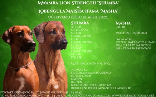 Rodezijski ridžbek očekivano leglo - otac Mwamba Lion Strength Shumba, majka Lobengula Maisha Ifama Masha, rezervacija štenadi