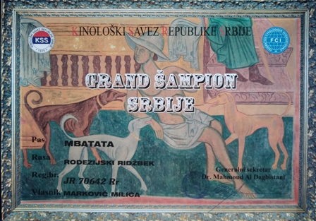 Rodezijski ridžbek Grand CH, CH Mbatata Zaira - Šampion Srbije
