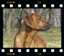 Rhodesian ridgeback stud dog Int CH, Multi CH, Grand CH, JCH Mwamba Lion Strength "Shumba", Belgrade, Serbia