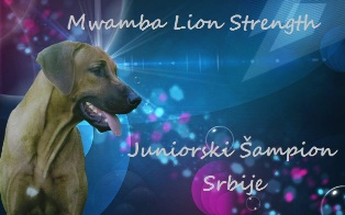 Rodezijski ridžbek JCH Mwamba Lion Strength Shumba