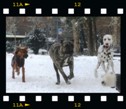 Rhodesian ridgeback stud dog Int CH, Multi CH, Grand CH, JCH Mwamba Lion Strength "Shumba", Belgrade, Serbia
