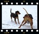 Rhodesian ridgeback stud dog Int CH, Multi CH, Grand CH, CH, JCH Mwamba Lion Strength "Shumba", Belgrade, Serbia