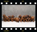 Rhodesian ridgeback puppies, sire Int CH, Multi CH, Grand CH Mwamba Lion Strength Shumba, dam CH Lobengula Maisha Ifama Masha, april 2020, Belgrade, Serbia