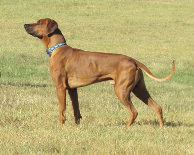Rhodesian ridgeback stud dog Int Ch, Multi CH, Grand CH Mwamba Lion Strength "Shumba"