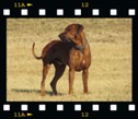 Rhodesian ridgeback stud dog Int CH, Multi CH, Grand CH, JCH Mwamba Lion Strength "Shumba", Belgrade, Serbi